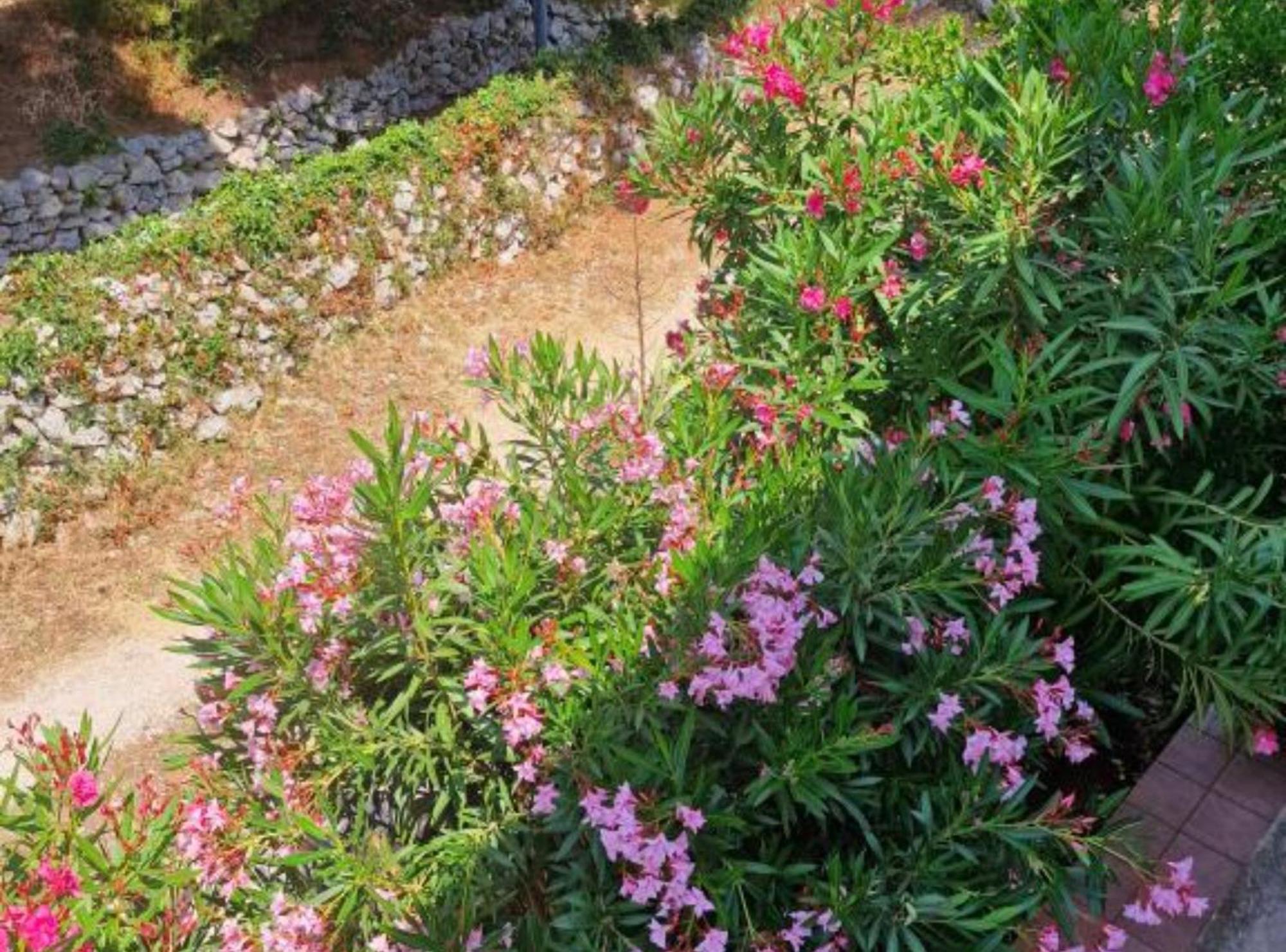 Pansion Belvedere Mali Lošinj Екстериор снимка