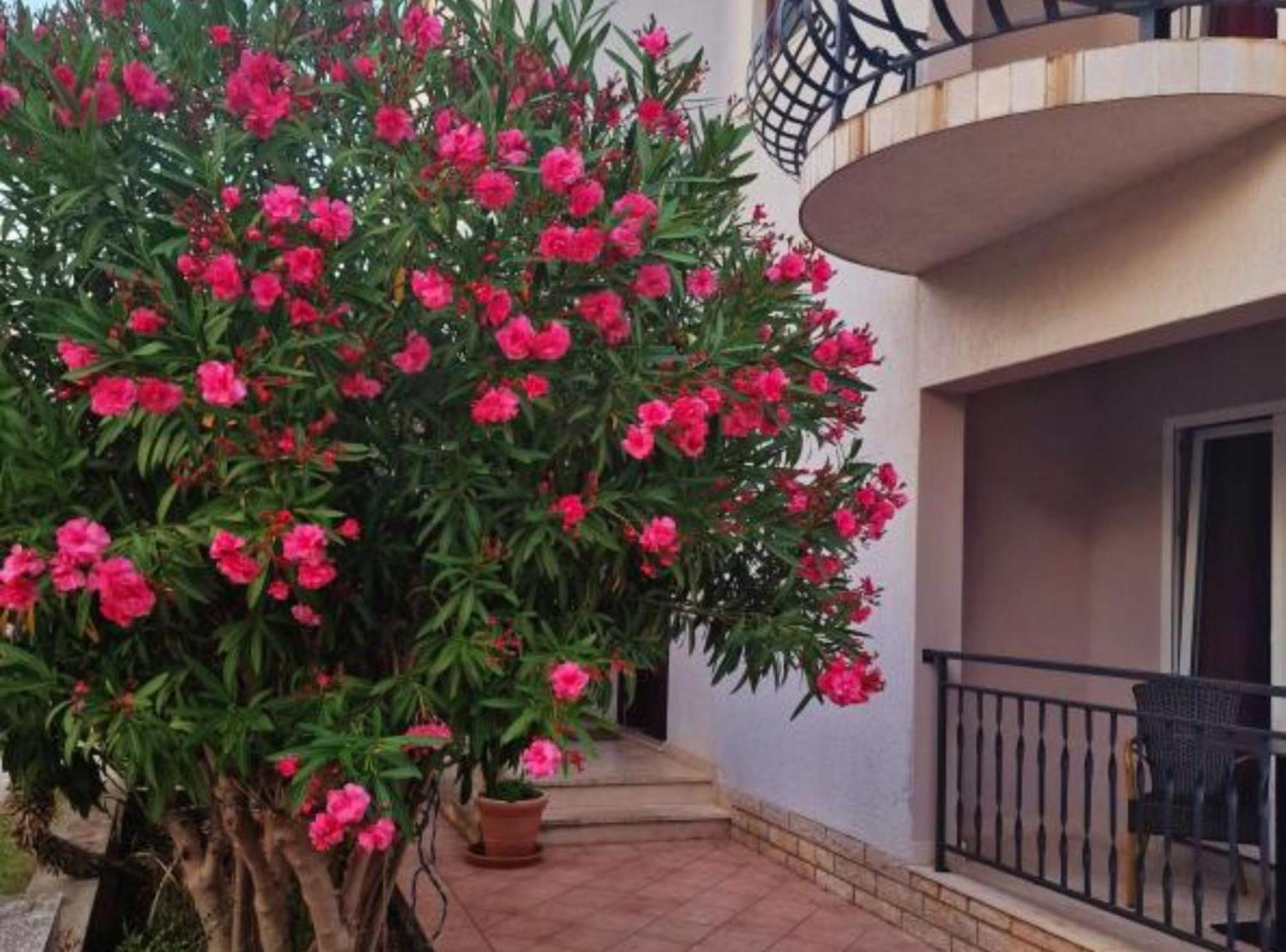 Pansion Belvedere Mali Lošinj Екстериор снимка